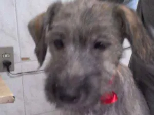 Cachorro raça indefinida idade 2 a 6 meses nome Tico
