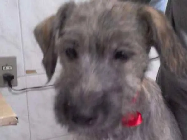 Cachorro ra a indefinida idade 2 a 6 meses nome Tico