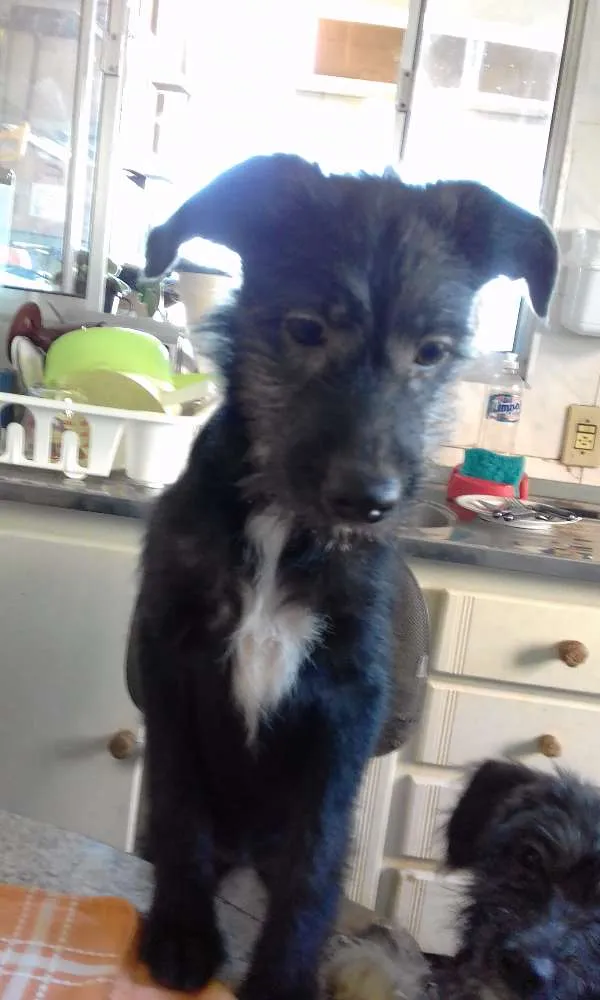 Cachorro ra a indefinida idade 2 a 6 meses nome Pretinha