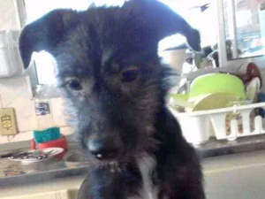 Cachorro raça indefinida idade 2 a 6 meses nome Pretinha