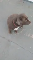 Bela