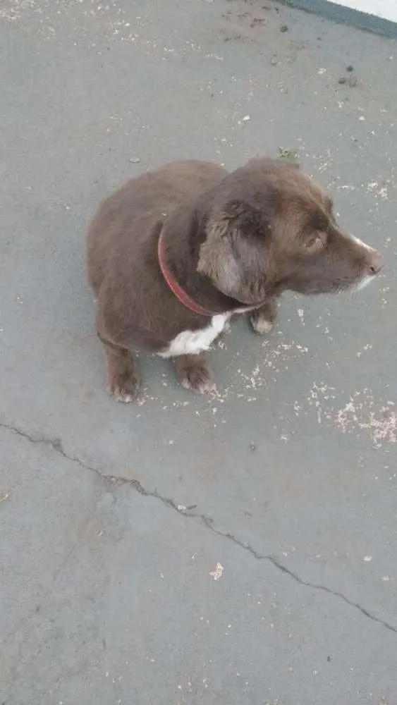 Cachorro ra a Indefinida idade 4 anos nome Bela