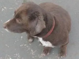 Cachorro raça Indefinida idade 4 anos nome Bela