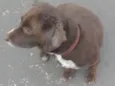 Bela