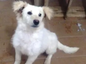 Cachorro raça srd idade 2 anos nome Pipoca