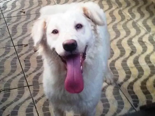 Cachorro ra a srd idade 2 anos nome Pipoca