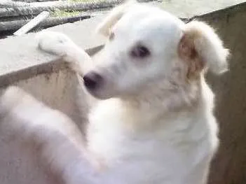 Cachorro ra a srd idade 2 anos nome Pipoca