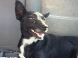 Cachorro raça srd idade 2 anos nome Nina