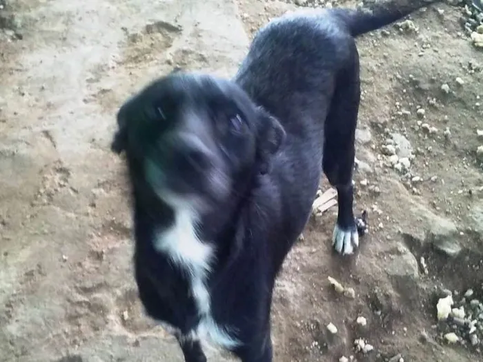 Cachorro ra a srd idade 2 anos nome Nina