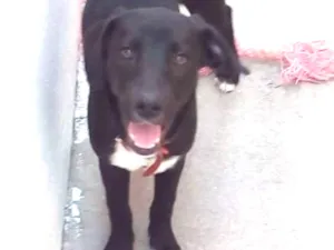 Cachorro raça mestiça de labrador idade 1 ano nome Mayla