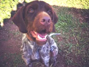 Cachorro raça Braco Francês + Griffon  idade 1 ano nome Filomena