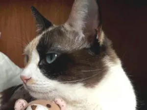 Gato raça SRD idade 3 anos nome Amy