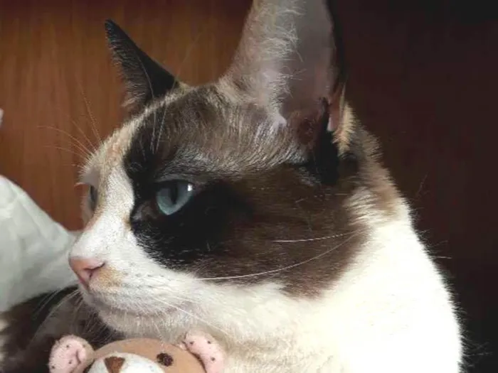Gato ra a SRD idade 3 anos nome Amy
