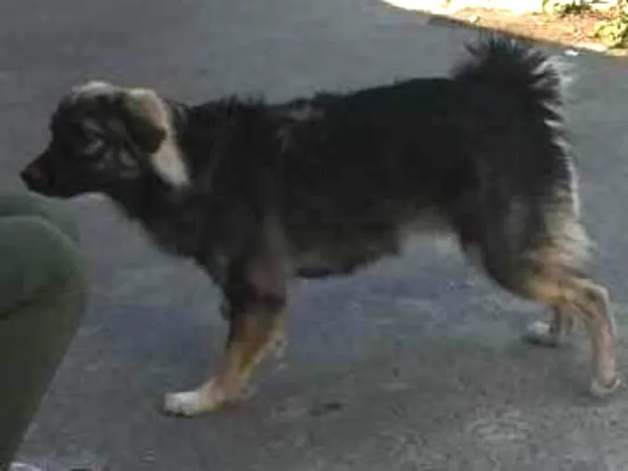 Cachorro raça Pastor Alemão idade 7 a 11 meses nome Billy