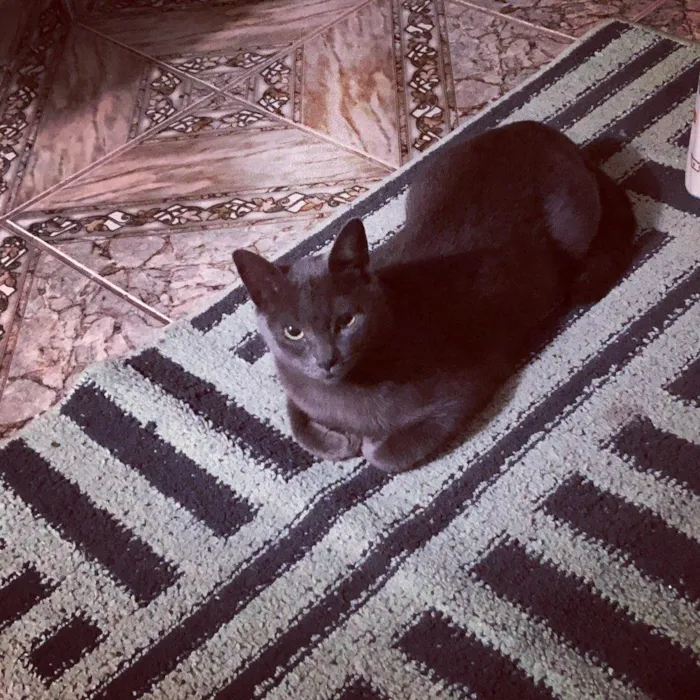 Gato ra a SRD idade 2 anos nome Ciro