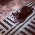 Ciro