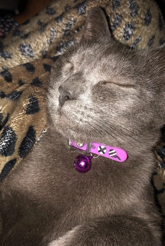 Gato ra a SRD idade 2 anos nome Ciro