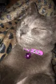 Ciro