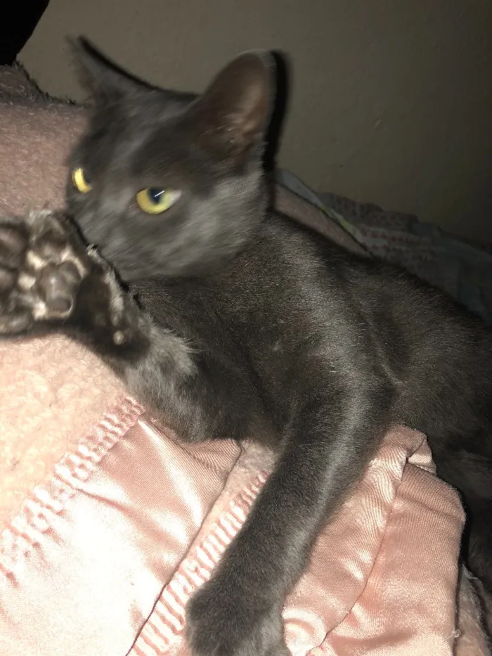 Gato ra a SRD idade 2 anos nome Ciro