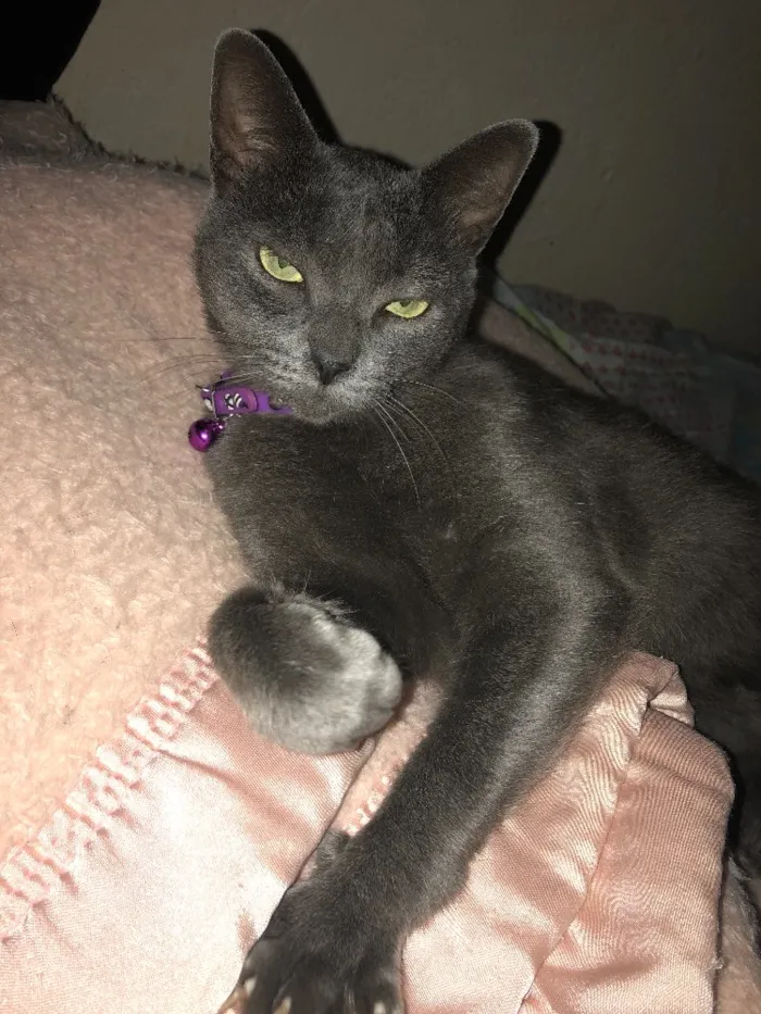 Gato ra a SRD idade 2 anos nome Ciro
