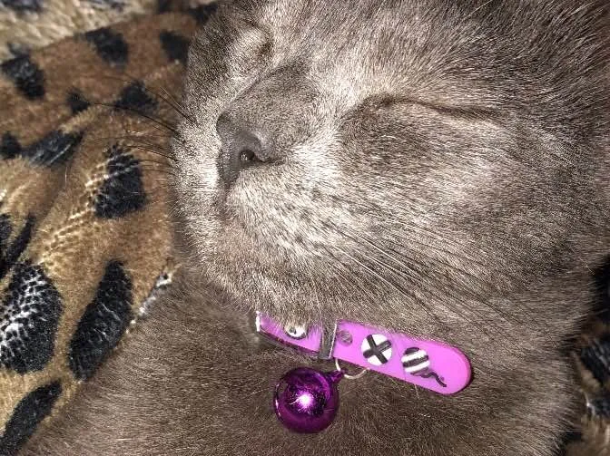 Gato ra a SRD idade 2 anos nome Ciro