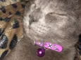 Ciro
