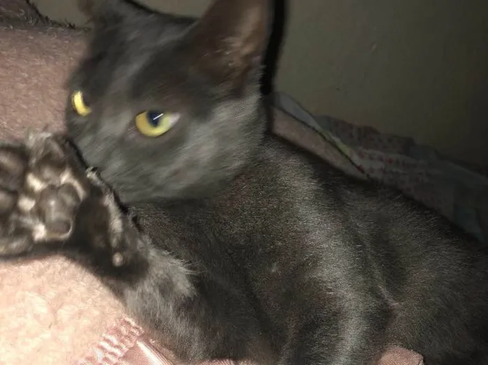 Gato ra a SRD idade 2 anos nome Ciro