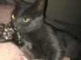 Ciro