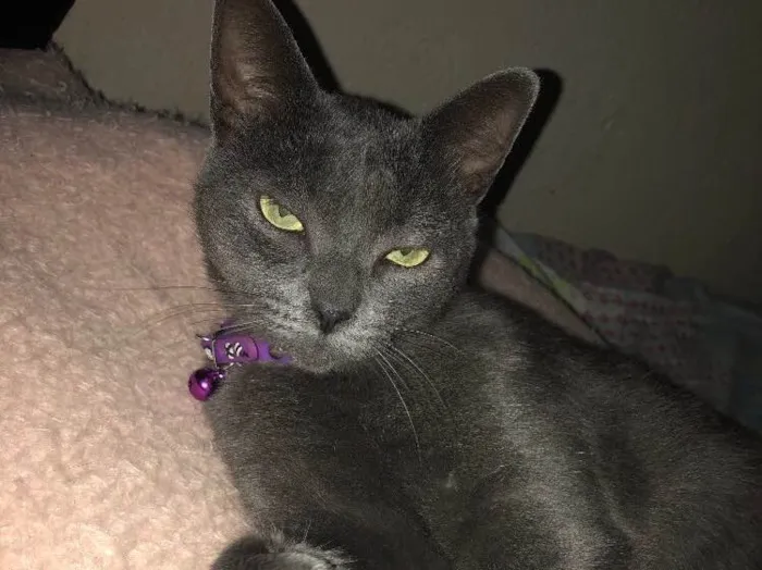 Gato ra a SRD idade 2 anos nome Ciro