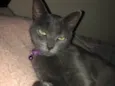 Ciro