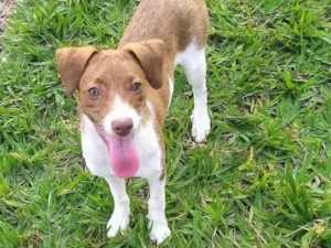 Cachorro raça Mistura idade 2 a 6 meses nome Nina