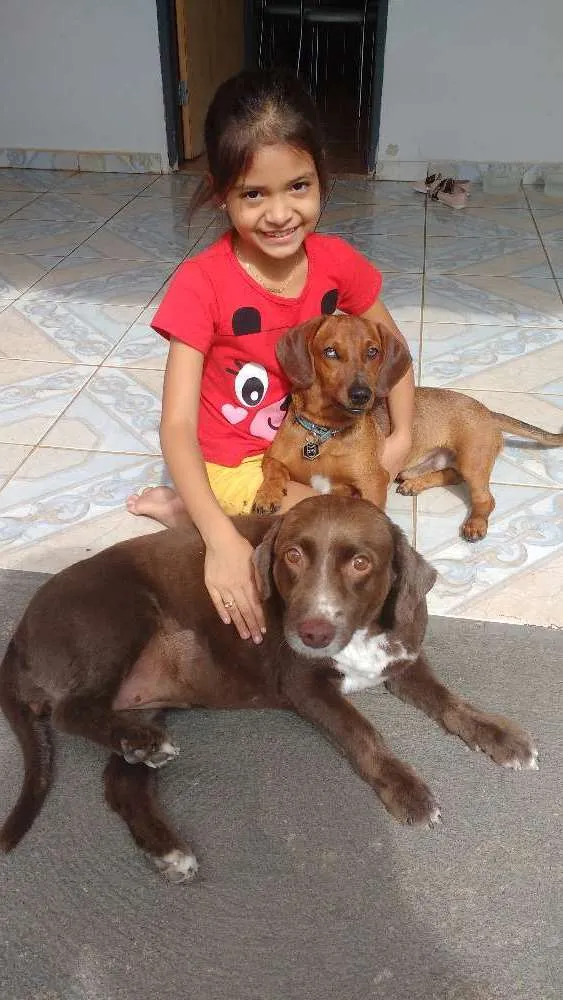 Cachorro ra a Fashion round idade 7 a 11 meses nome Fresh