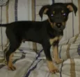 Bebe