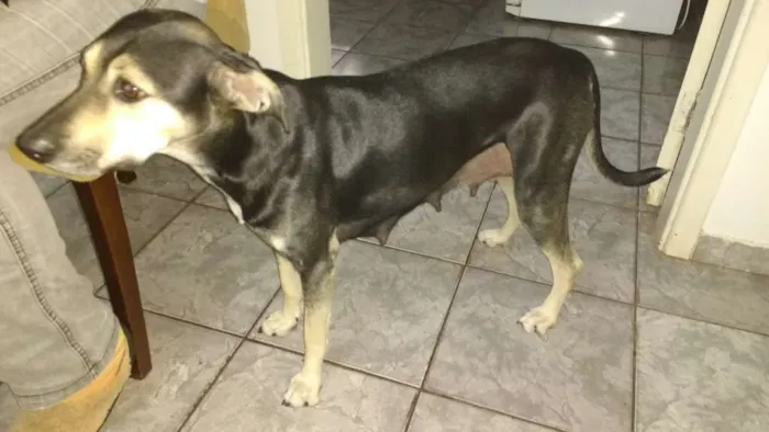 Cachorro ra a Srd idade 2 a 6 meses nome Bebe