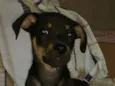 Bebe