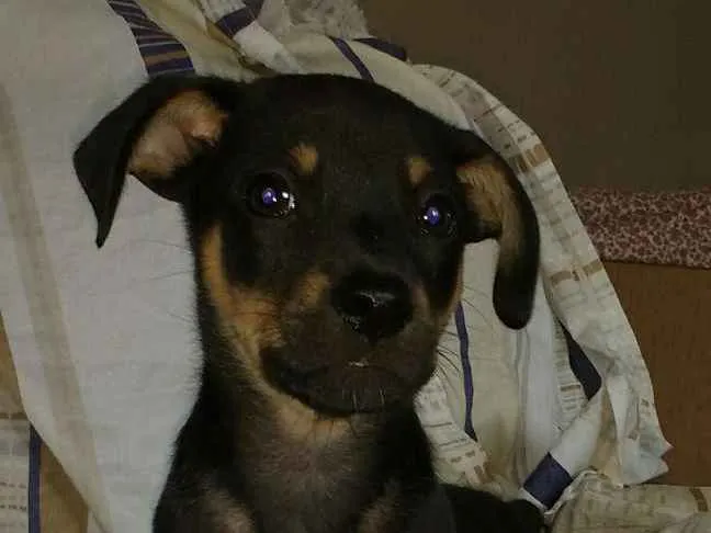 Cachorro ra a Srd idade 2 a 6 meses nome Bebe