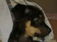Bebe