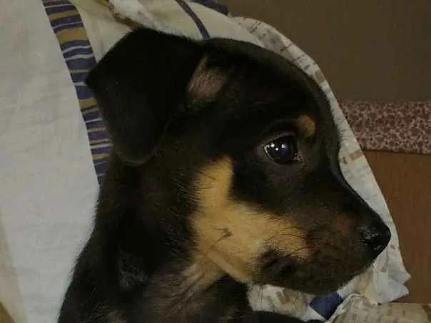 Cachorro ra a Srd idade 2 a 6 meses nome Bebe