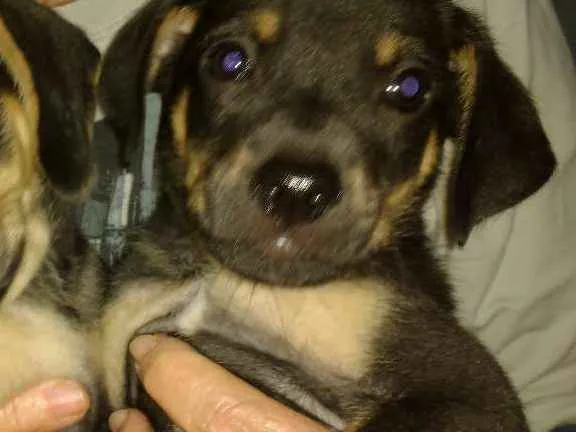 Cachorro ra a Srd idade 2 a 6 meses nome Bebe