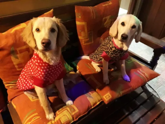 Cachorro ra a Labrador cruza com cocker idade 2 a 6 meses nome Maia e Bud