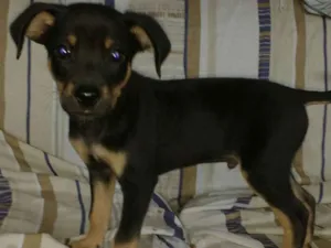 Cachorro raça Srd idade 2 a 6 meses nome Bebe
