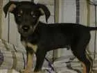 Cachorro raça Srd idade 2 a 6 meses nome Bebe