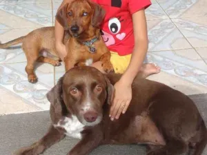 Cachorro raça Fashion round idade 7 a 11 meses nome Fresh