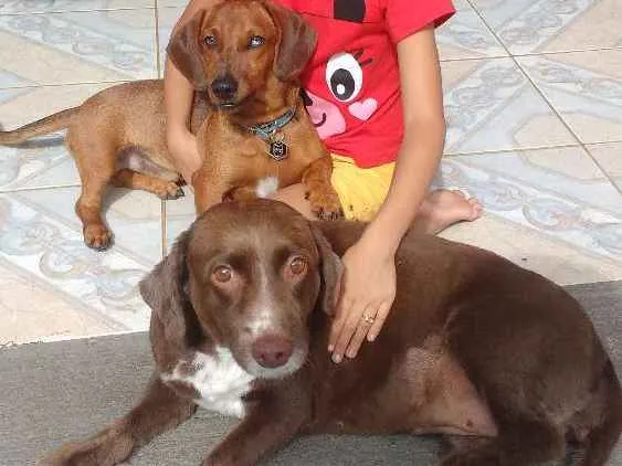 Cachorro ra a Fashion round idade 7 a 11 meses nome Fresh