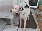 Cachorro raça Da Mata com vila lata  idade 2 a 6 meses nome Lupinta 