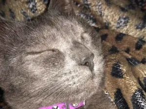 Gato raça SRD idade 2 anos nome Ciro
