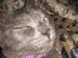 Ciro