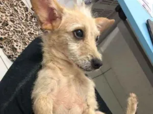 Cachorro raça Vira lata idade 7 a 11 meses nome Sem Nome