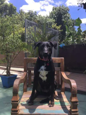 Cachorro raça Labrador idade 2 anos nome Bella