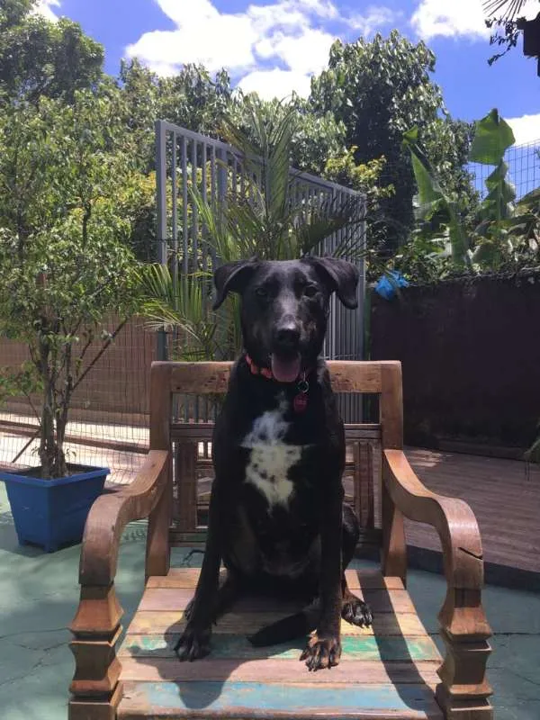Cachorro ra a Labrador idade 2 anos nome Bella